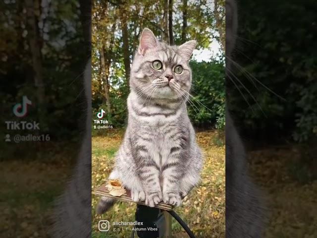 Mr.Kotik 