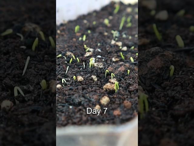 Green onion seedling #v87garden #garden #shorts #greenonion