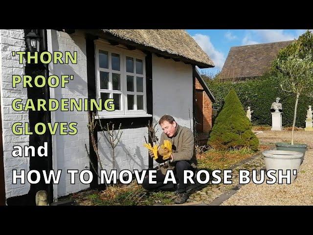 Thorn Proof Gardening Gloves and How to Move a Rose Bush