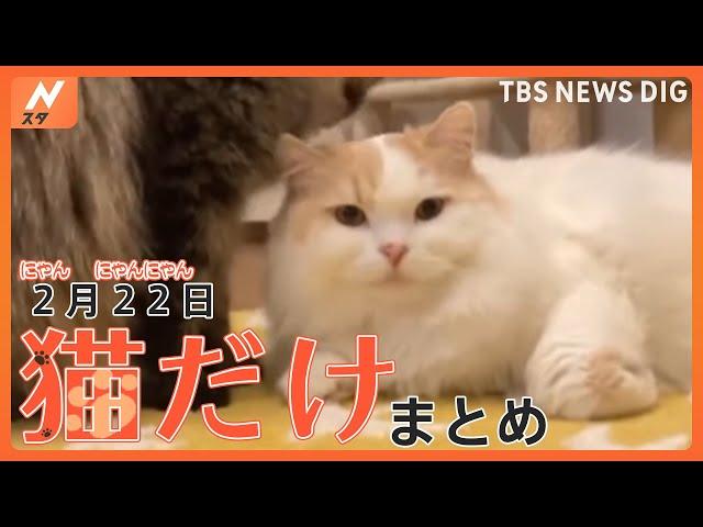 【猫の日】にゃあ！！ふわふわのネコ ／ 犬に猫パンチ ／ ねこvsセミ ／ ねこvs警備員…など猫まみれの動画まとめ（2月22日配信） | TBS NEWS DIG