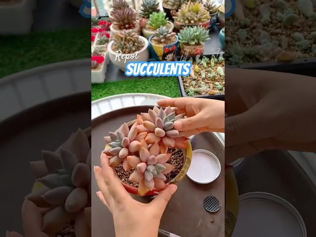 Succulent care tips: How to repot succulents #plants