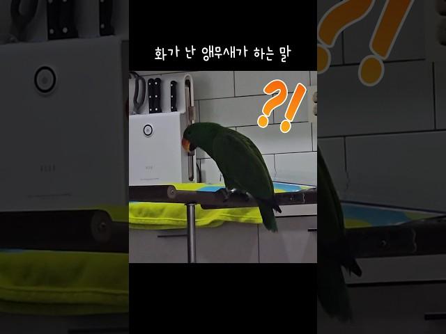 [지구] 화난 앵무새가 하는 말 / 욕은 아니겠지..? / 난 욕한 적 없는데 / talking parrot