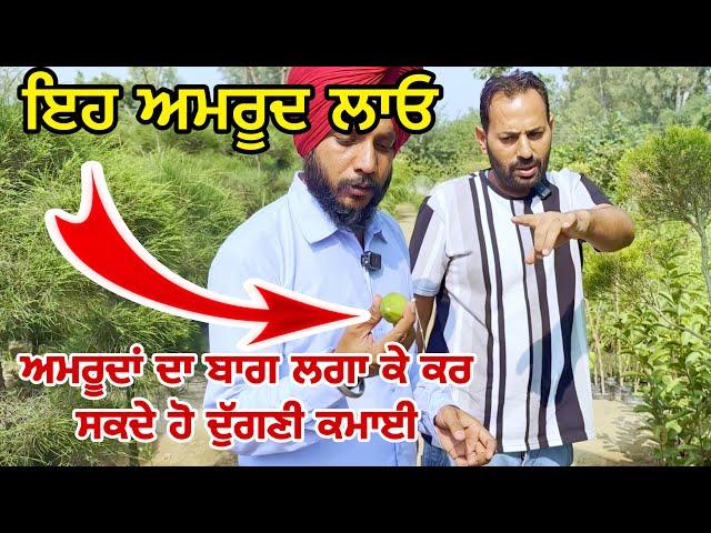 ਅਮਰੂਦਾਂ ਦਾ ਬਾਗ ਲਗਾ ਕੇ ਕਰ ਸਕਦੇ ਹੋ ਦੁੱਗਣੀ ਕਮਾਈ । New Chandigarh nursary Dhuri #trees #punjab