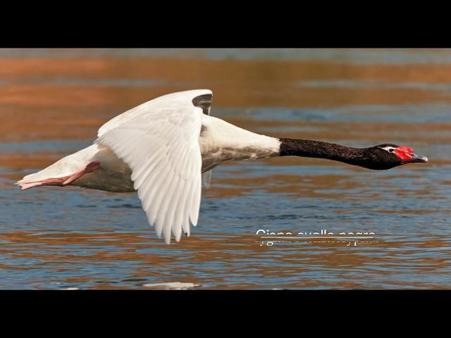 AVES DE ARGENTINA y sus cantos (primera parte).