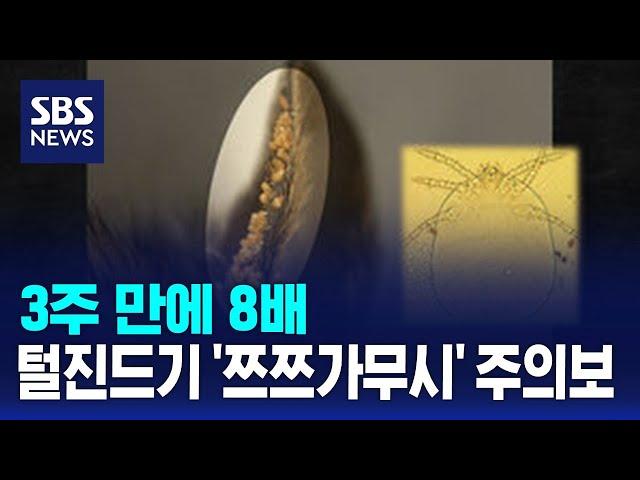 3주 만에 8배…털진드기 '쯔쯔가무시' 주의보 / SBS