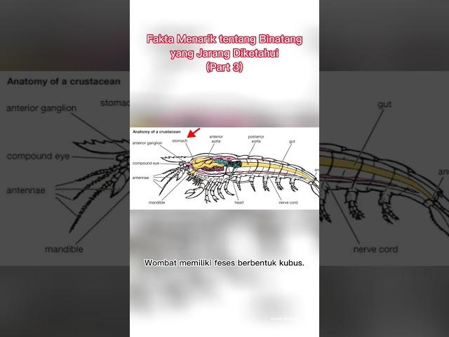 Fakta Menarik Tentang Binatang yang Jarang Diketahui (Part 3)