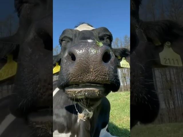 smiley cow#big cow#black cow#ox#bull