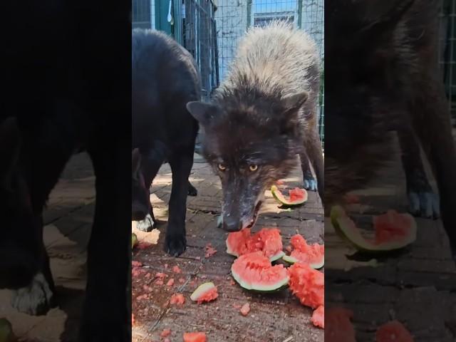 WATERMELON - A GREAT DOG TREAT!! 