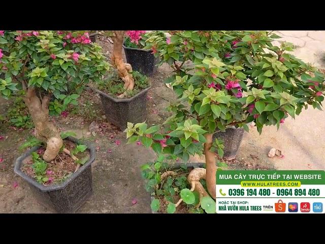 Bán cây hoa giấy Mỹ bonsai TUYỆT ĐẸP