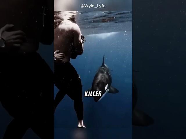 Why Orcas Are Called Killer Whales? #facts #animals #love #shorts