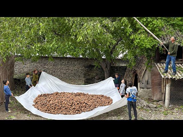 We have gathered a Nut Harvest and Cooked Lunch for the Whole Family! Village Cooking