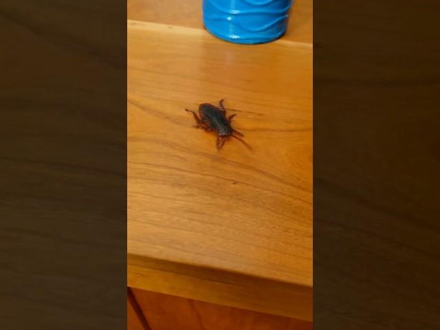 GIANT ROACH IN HOUSE! #shorts