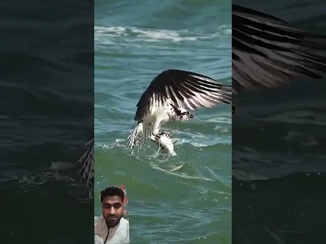 Crazy Osprey grabs huge catfish and almost gets dragged under. #bird #osprey Glad I'm not a fish!