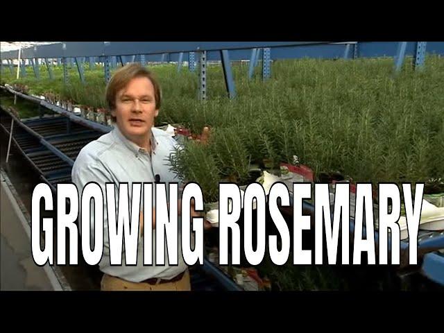 Growing Rosemary in a Pot: P. Allen Smith