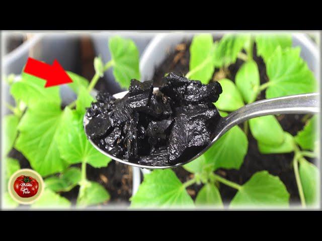 Everyone went crazy for this! It produces huge plants ! Charcoal black soil