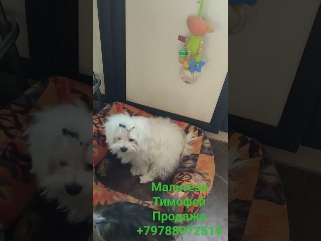 ПродажаПитомник Йорк & Шпиц.Elite Pets,Крым, Евпатория Вопросы +79788972514 Доставка возможна 