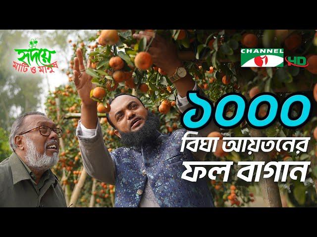 হযরতের ১০০০ বিঘা আয়তনের ফল বাগান | Shykh Seraj | Channel i |