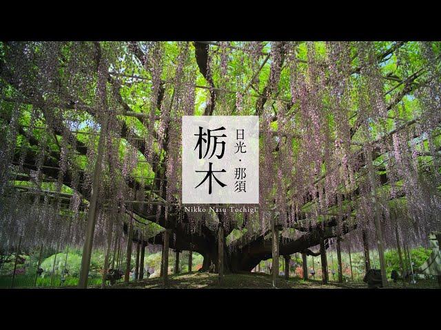 [Spring] Tochigi Japan in 8K - 日光・那須／栃木