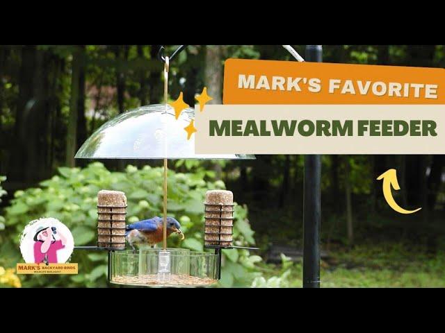 Mark's Favorite Mealworm Feeder