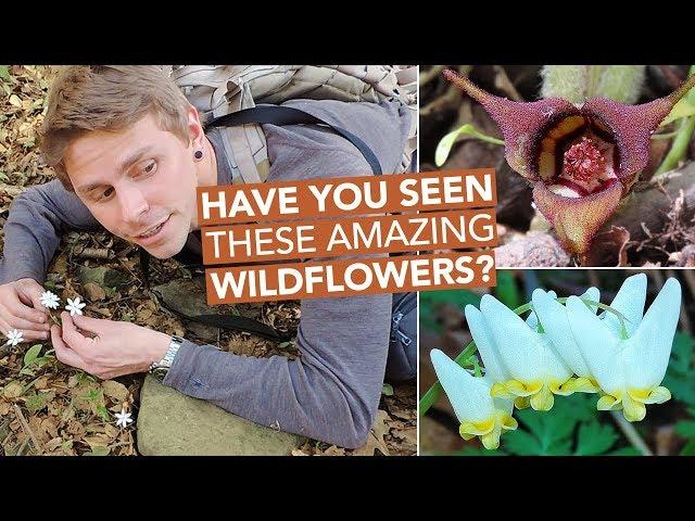 Have You Seen These Amazing Wildflowers?