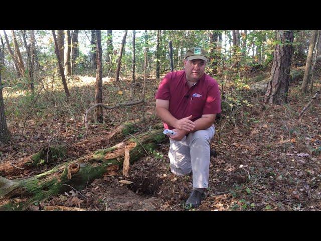Fifteen Minutes in the Forest: Forest Soil - It's Alive !