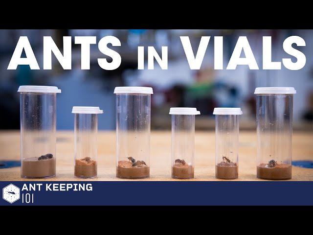 How To House Queen Ants in Vials | Ant Keeping 101