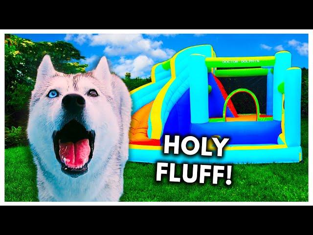 Surprising My Husky with a Bouncy House Pool Party for Her Birthday!