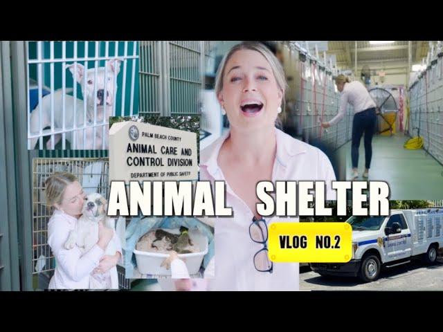 Visiting Palm Beach Animal Care and Control in FL | Vlog No. 2