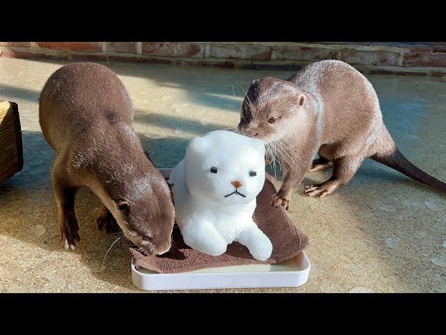 Otters from Southeast Asia see snow for the first time.