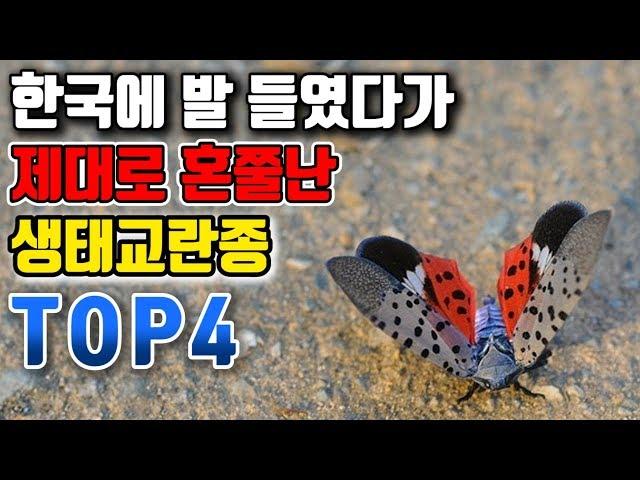 한국에 발 들였다가 제대로 혼쭐난 생태교란종 TOP4