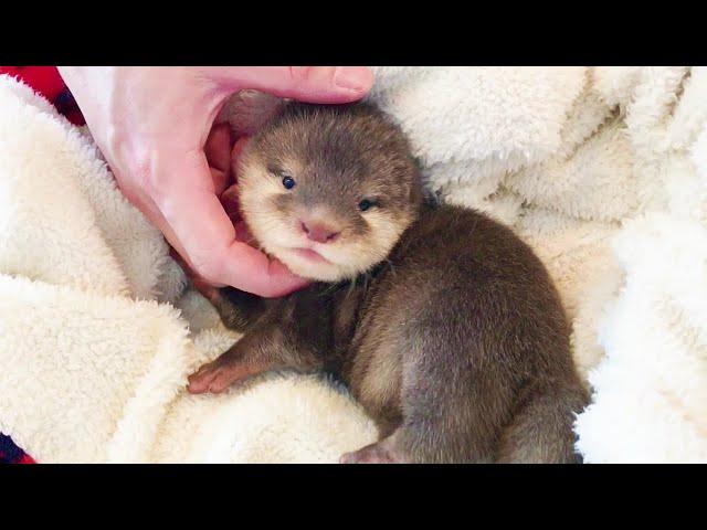 Baby Otter Mocha's Growth Stories Collection(1Day~1Year)