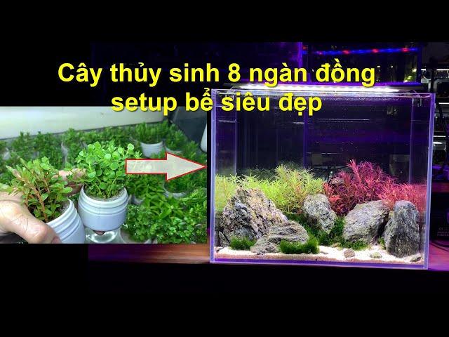 Hướng dẫn làm bể thủy sinh siêu đẹp chỉ với cốc cây 8000đ