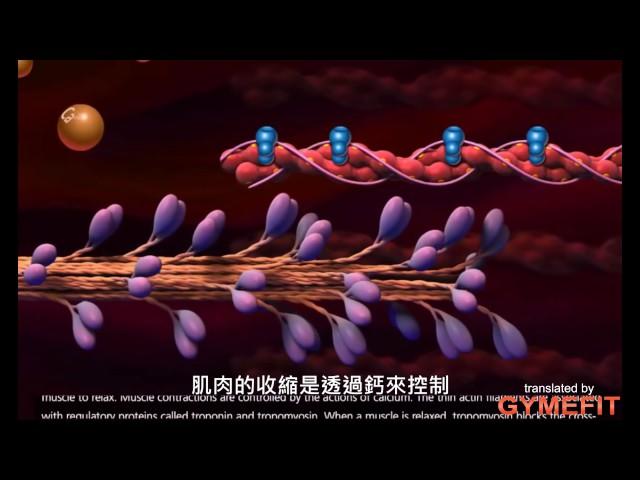 [影片翻譯] 肌肉收縮的機制 (Mechanism of muscle contraction)