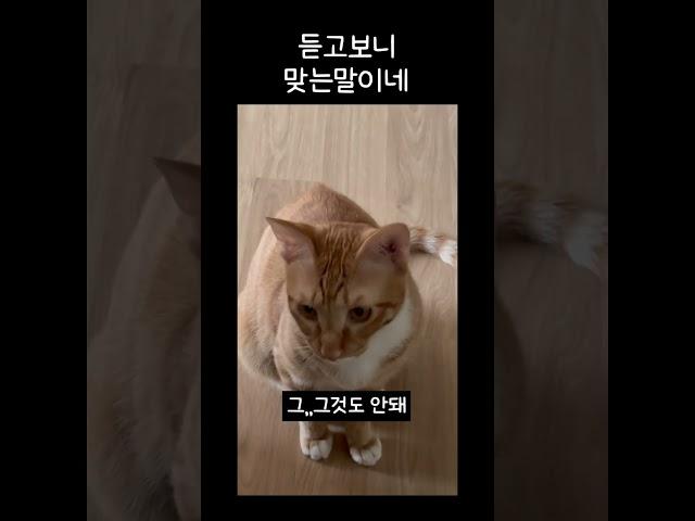 원만한 합의 완료 #shorts #cat