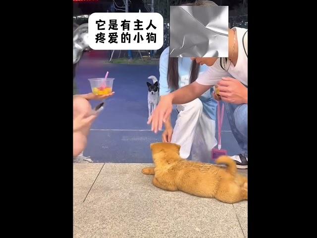 流浪狗狗懂事得让人心疼#狗狗 #狗狗的心思都写在脸上了 #治愈系 #流浪狗 #狗狗故事 （视频素材源自于@闰土 ）