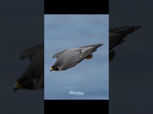 Odin, the new King in town displaying his speed....#falcon #peregrinefalcon #birdsofprey #odin