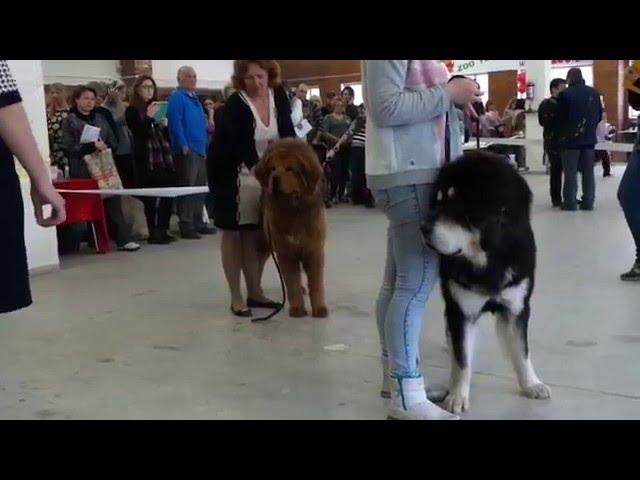 Тибетский мастиф. ВСЕПОРОДНАЯ ВЫСТАВКА СОБАК г.ТОЛЬЯТТИ(14.02.16)