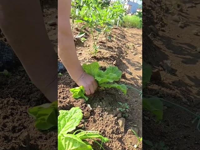 상추와 함께 먹으면 좋은 음식 3가지 #건강정보 #한량아줌마건강밥상 #상추 #텃밭 #다이어트