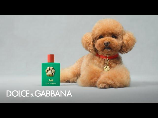 #DGFefé: the fragrance mist for dogs by #DolceGabbana