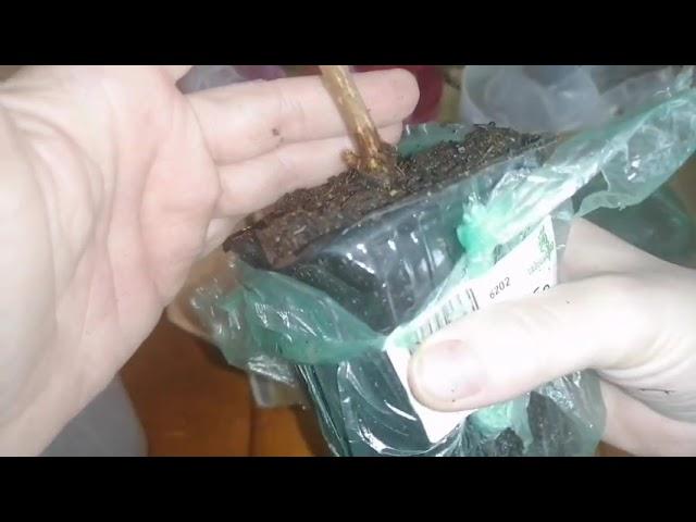 Распаковка. Гортензии и Клематисы - Садовый мир.