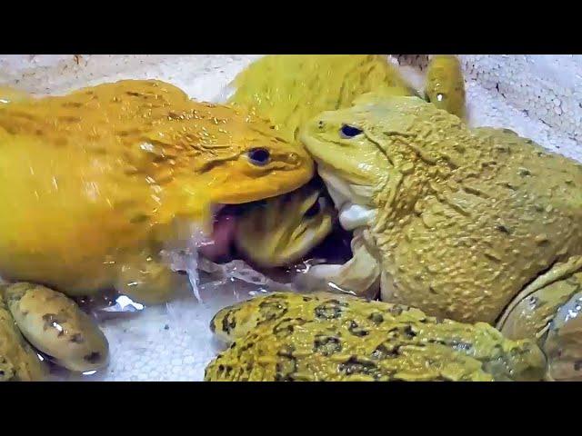 Asian Bullfrog Compete for Many Crickets & Worms! Asian Bullfrog Live Feeding