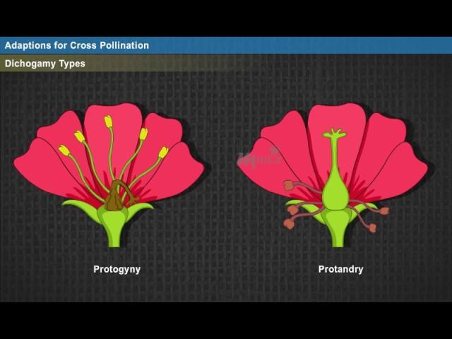 Cross Pollination [Year-2]