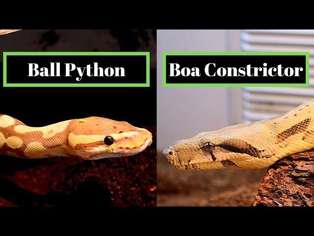 Ball Python Vs Boa Constrictor | Best Beginner Snake Challenge