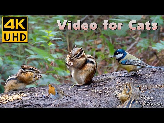 Exploring Golden Fields: Autumn Fun with Chipmunk Squirrels, Birds for Cats to Watch ️ 4K