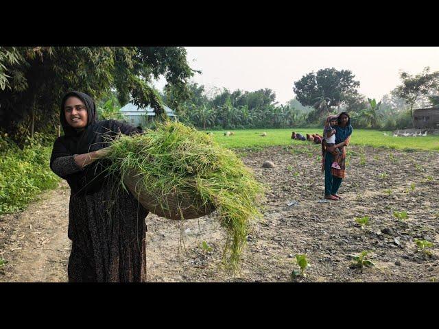 শাঁক সবজির দাম এখন এতো বেশি কেন | Doyel Agro