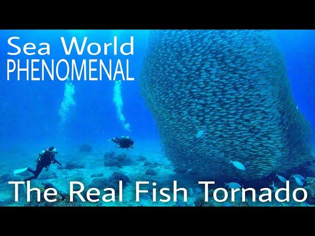 TUNA TORNADO - The Real FISH TORNADOAwesome Underwater Phenomenon