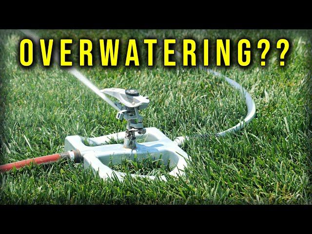 Are You Watering Your Lawn Properly?? // Cool Season Summer Lawn Tips