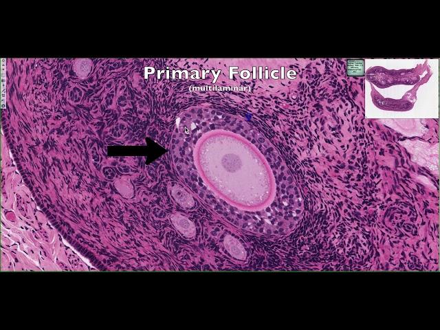 Histological Structure of the Ovary 4K