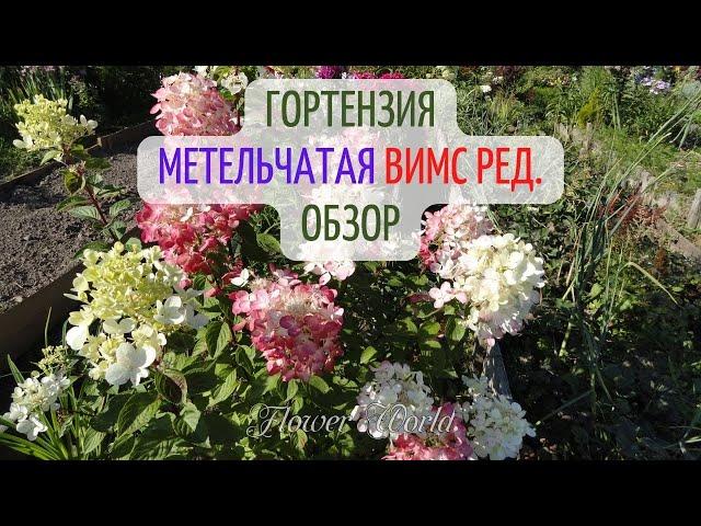 Гортензия метельчатая Вимс Ред. Обзор.