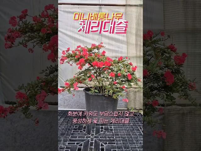 어디서도 못 봤을 #미니배롱나무 #체리대즐 #백일홍나무 #미니백일홍 #목백일홍 #cherrydazzle #crapemyrtle #flowers #gardening #tree